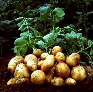 Картофель (Solanum tuberosum)