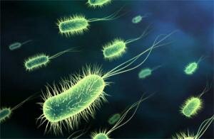 Многоклеточные организмы и их происхождение