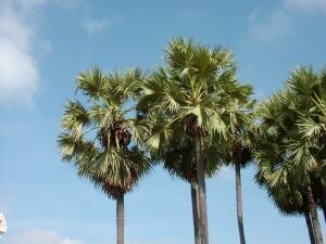 Пальмира, или пальмировая пальма (Borassus flabellifer)