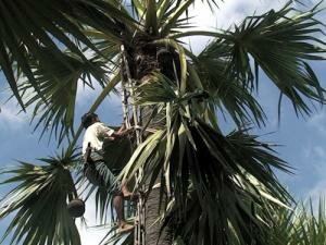 Сахарная пальма (Arenga pinnata)