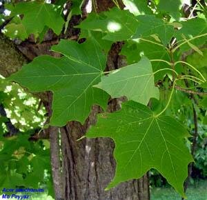 Сахароносные виды сорго (Sorghum) и сахарный клён (Acer saccharum)